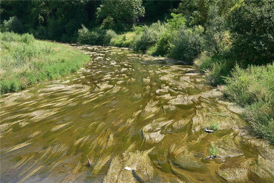 Auch die Wassertemperaturen sind hoch.Thomas Frey/dpa