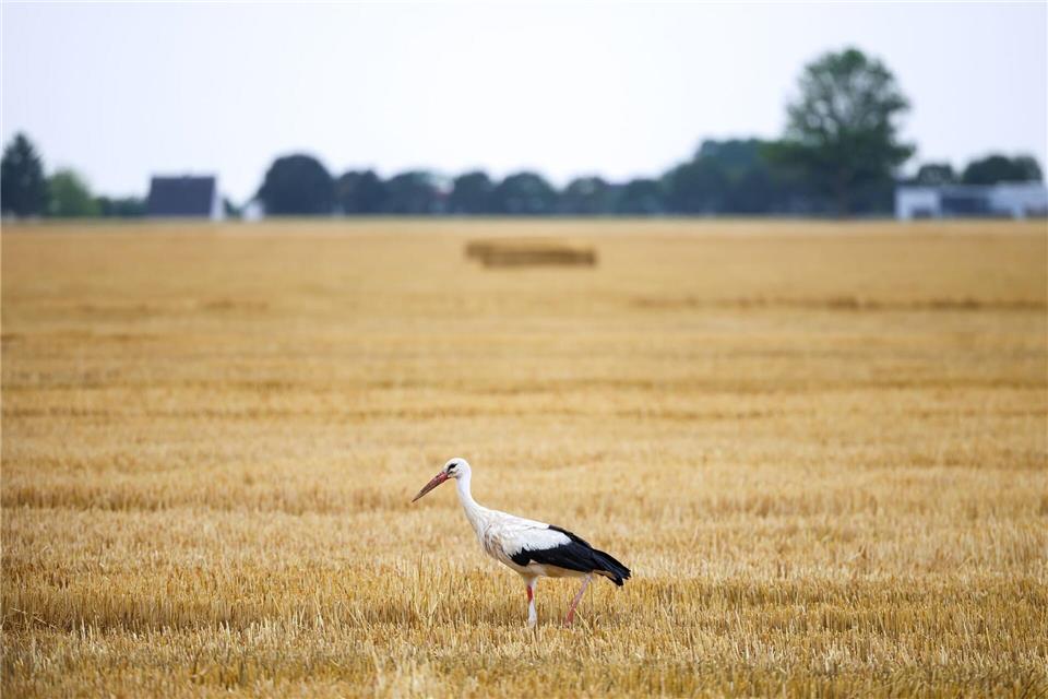 Auch die Wildtierwelt kämpft mit den Folgen der Hitze. (Archivbild)Christoph Reichwein/dpa