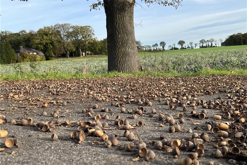 Auch diese Eiche hat viele Früchte abgeworfen; für die Förster ist das ein schlechtes Zeichen.