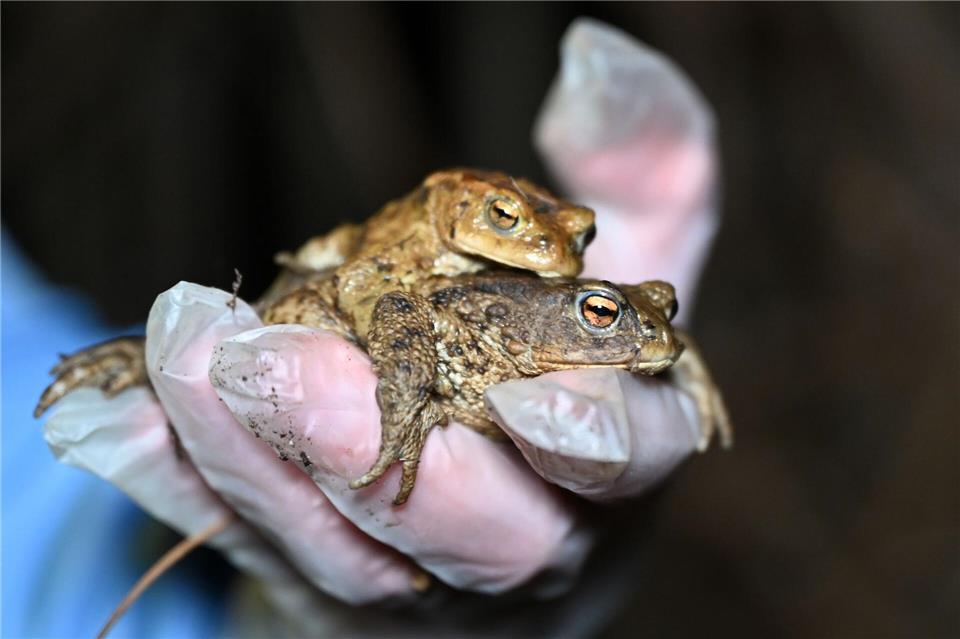 Auch diese beiden Erdkröten haben sich schon auf den Weg zu ihrem Laichgewässer gemacht - und als Paar gefunden. David Hammersen/dpa