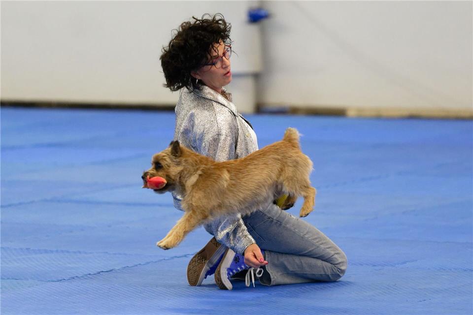 Auch dieses Jahr zeigen mehrere Mensch-Hund-Teams bei der Deutschen Meisterschaft ihr Können (Archivbild)Henning Kaiser/dpa