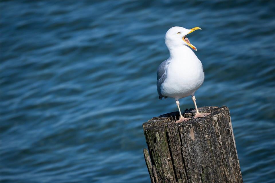 Auch ein Ostergast in Mecklenburg-Vorpommern. (Archivbild)Philip Dulian/dpa