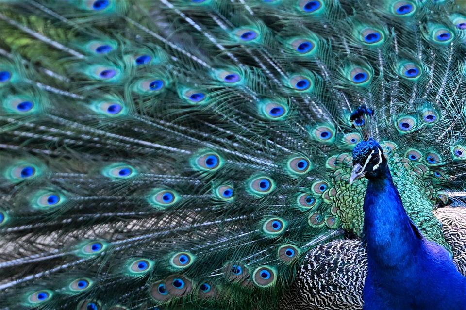 Auch ein Pfau war unter den Warnmeldungen. (Symbolbild)Sebastian Gollnow/dpa