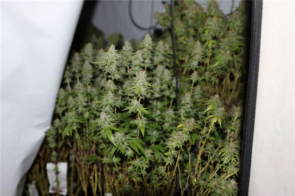 Auch eine Cannabisplantage wurde gefunden. -/ZFA Frankfurt am Main/dpa