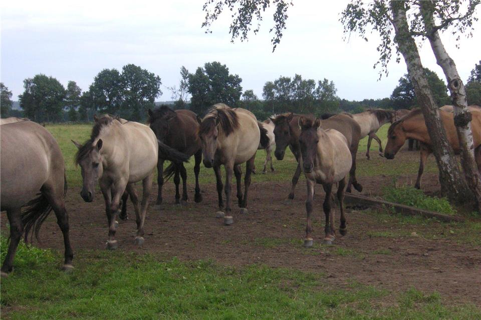 Auch eine Exkursion zu den Merfelder Wildpferden steht auf dem Programm.