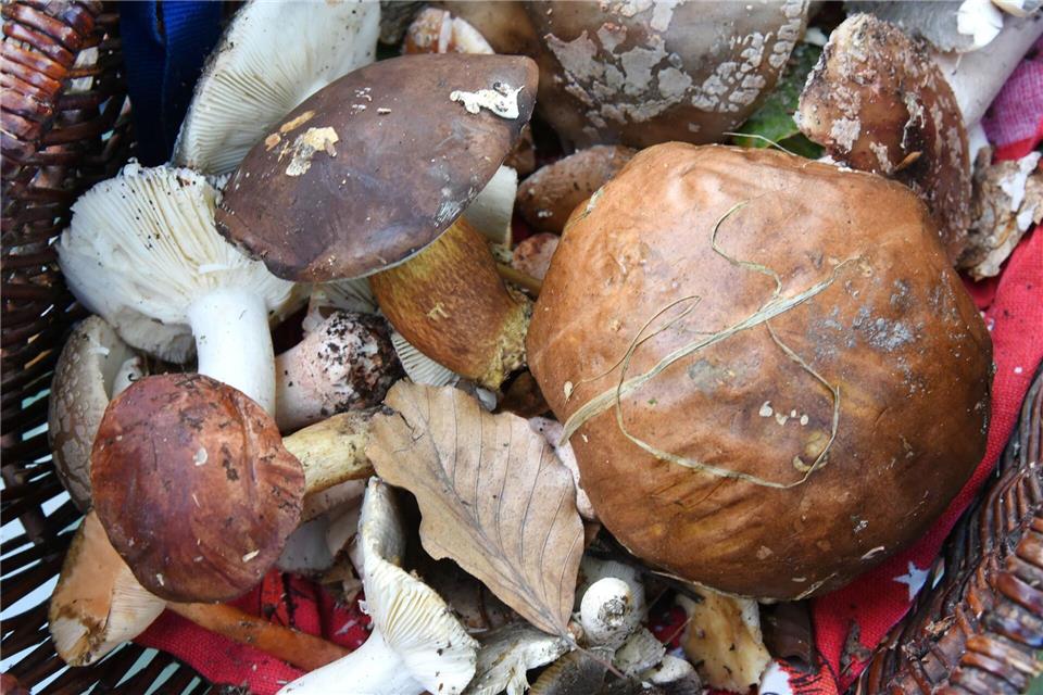 Auch fast 40 Jahre nach dem Reaktorunfall von Tschernobyl sind manche Wildpilze noch radioaktiv belastet. (Symbolbild)Waltraud Grubitzsch/dpa-Zentralbild/dpa