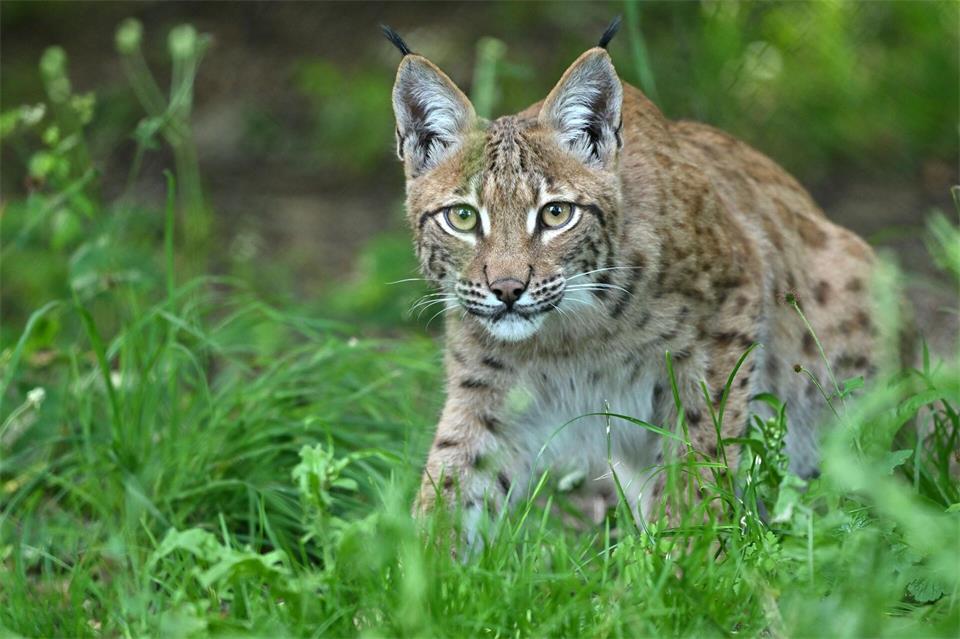 Auch für Luchs-Gehege fließt Lotto-Fördergeld. (Archivbild)Martin Schutt/dpa
