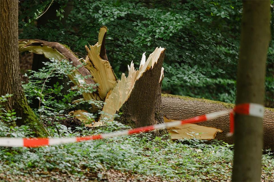 Auch große Bäume blieben von dem Unwetter nicht verschont. Michael Reichel/dpa