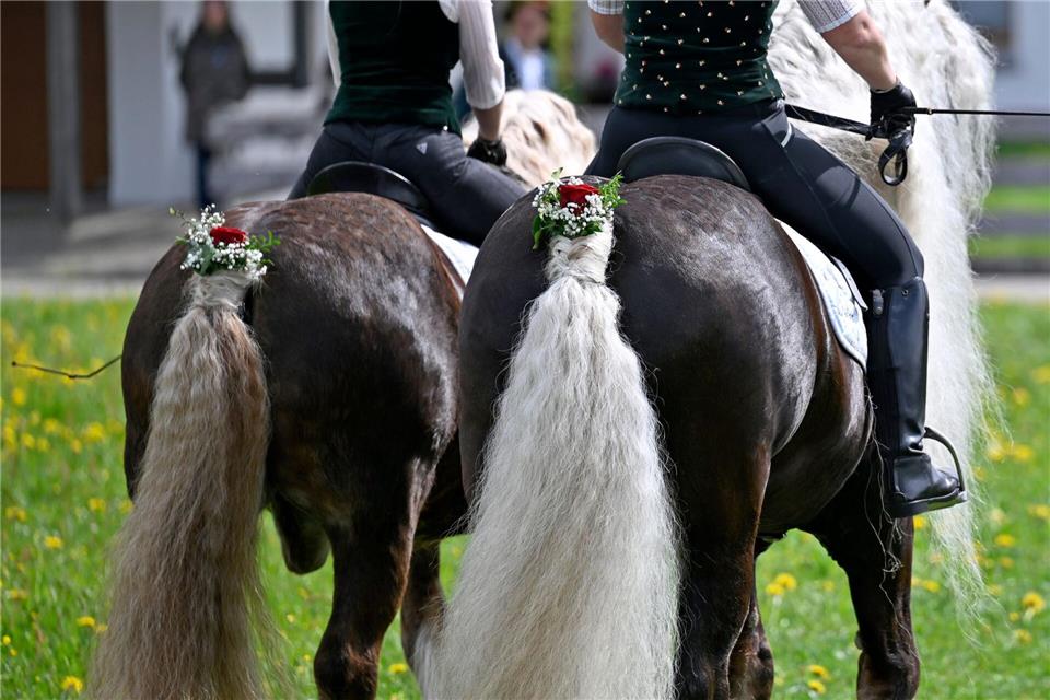 Auch hinten herausgeputzt - die Pferde beim Georgiritt. (Archivbild)Uwe Lein/dpa