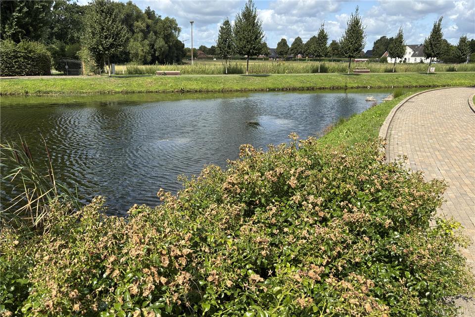 Auch im Bereich des Karpfenteichs halten sich die Gänse immer mal wieder auf. Die Gemeinde plant, die Ufer mit Rosen zu bepflanzen, damit die Tiere dort nicht ins Wasser können.