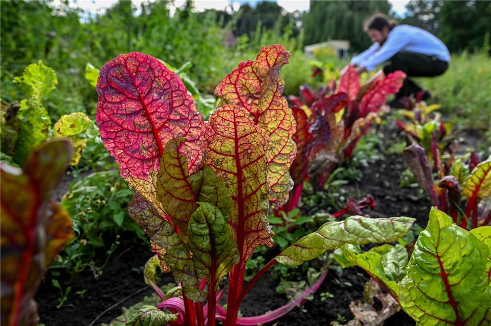 Auch im Hochsommer ist die Gartensaison noch lange nicht vorbei – viele Gemüsearten wie Mangold, Feldsalat oder Spinat können jetzt noch ins Beet.picture alliance/dpa