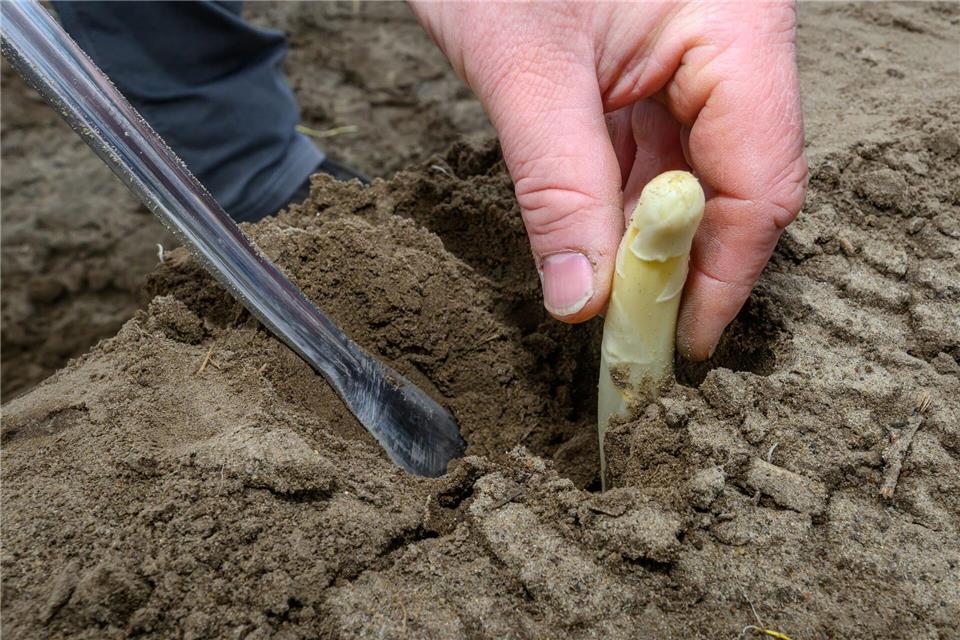 Auch im Spreewald ist der erste Spargel der Saison 2026 gestochen. (Archivbild)Patrick Pleul/dpa