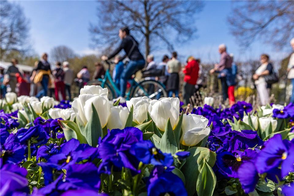 Auch im vergangenen Jahr blühten viele Blumen beim traditionellen Luckauer Tulpenfest. (Archivbild)Frank Hammerschmidt/dpa
