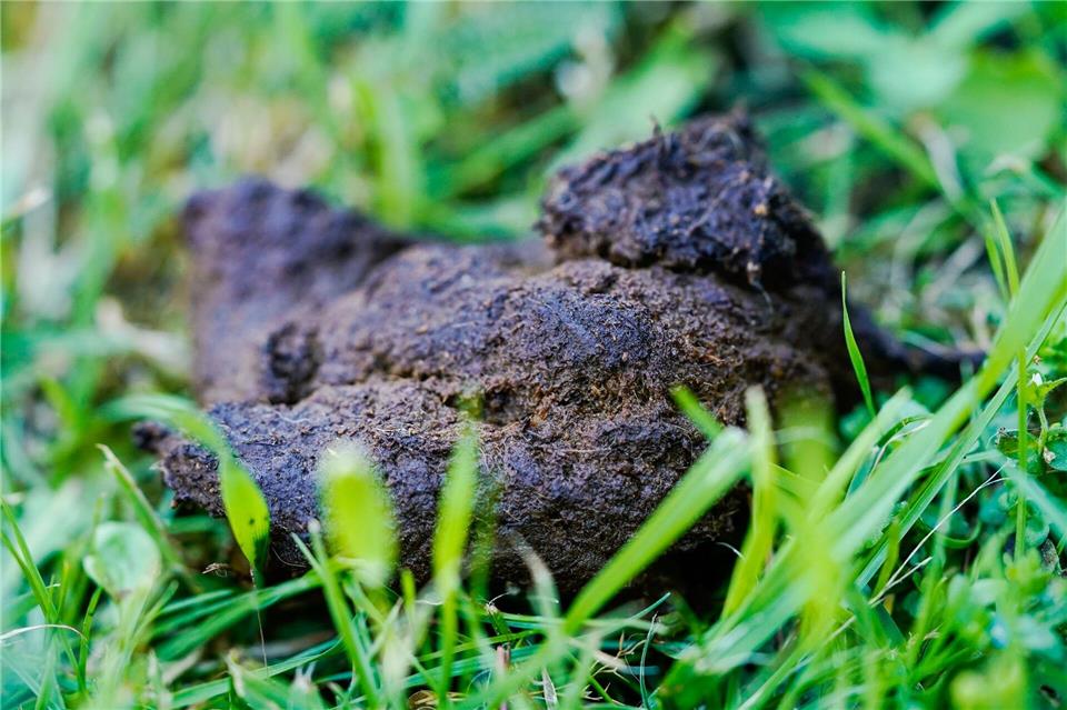 Auch in Berlin bleibt Hundekot viel zu oft liegen. (Symbolbild)Uwe Anspach/dpa