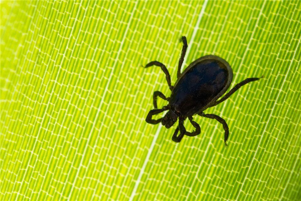 Auch in Hessen gibt es Zeckengebiete. (Symbolbild)picture alliance/dpa/dpa-Zentralbild