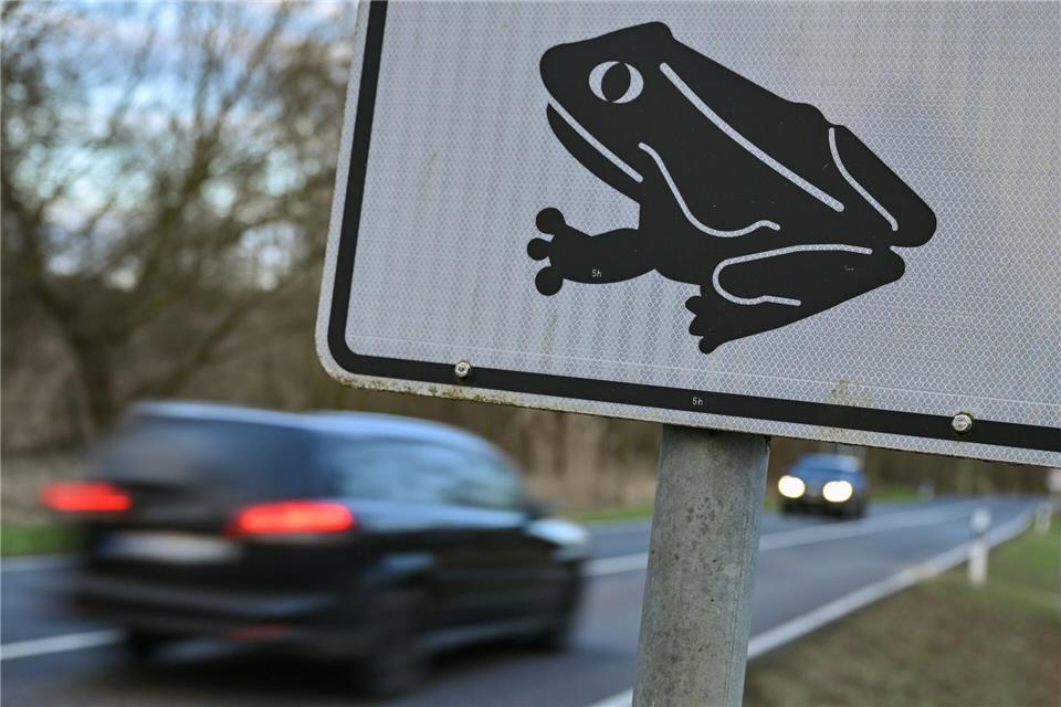 Auch in MV stehen die alljährlichen Krötenwanderungen bevor –  auch über Straßen. (Symbolbild)Patrick Pleul/dpa