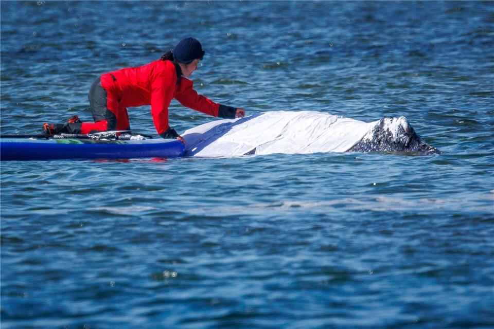Auch in NRW wird über die Rettungsaktion für den Buckelwal diskutiert.Jens Büttner/dpa