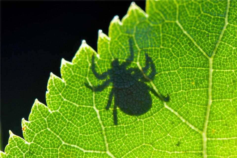 Auch in Norddeutschland leben viele Zecken. (Archivbild)picture alliance/dpa/dpa-Zentralbild