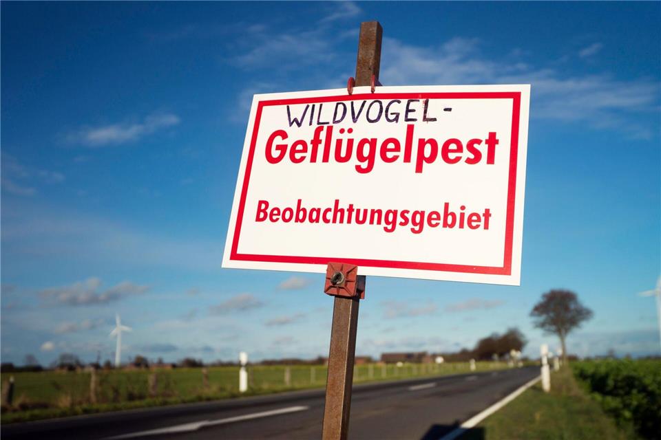 Auch in Nordrhein-Westfalen ist bei zahlreichen Wildvögeln und in etlichen Geflügelbetrieben die Vogelgrippe nachgewiesen worden. (Symbolbild)picture alliance / Arnulf Stoffel/dpa
