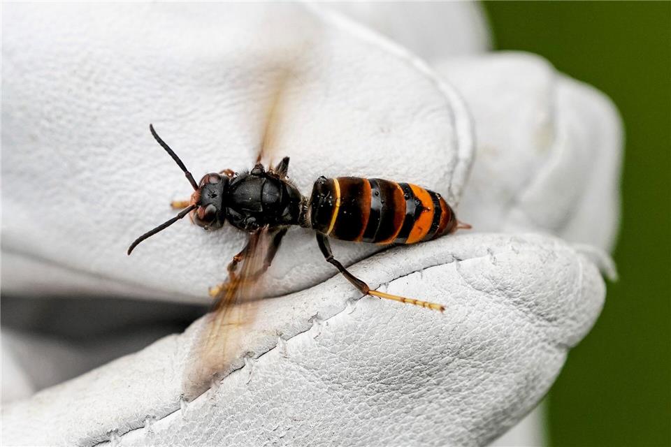 Auch in Sachsen-Anhalt ist das Insekt nun angekommen. (Archivbild)Axel Heimken/dpa