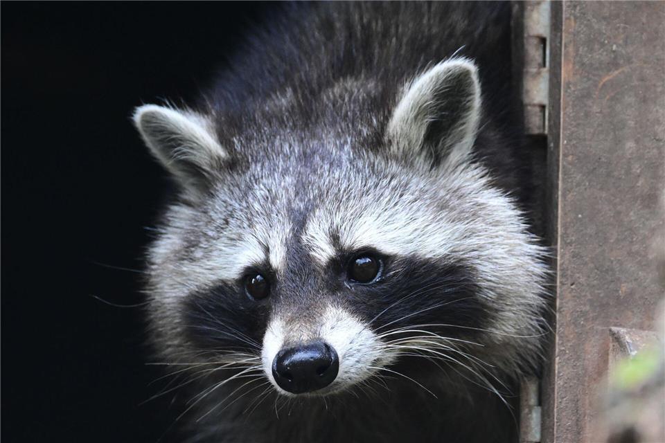 Auch in Sachsen hat die Population von Waschbären massiv zugenommen. Das bringt zahlreiche Probleme für Natur und Mensch mit sich. (Archivbild)Bernd Weißbrod/dpa