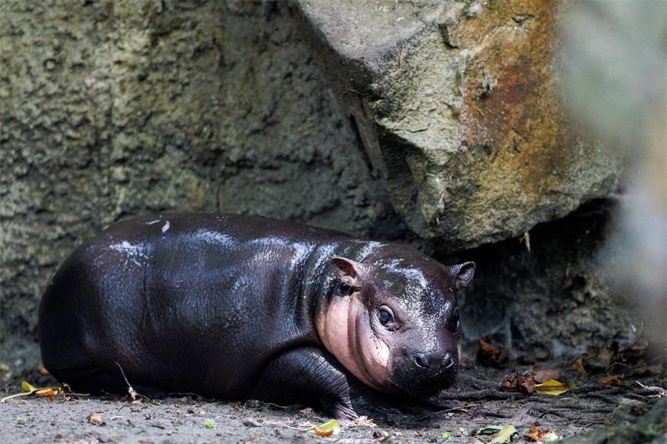 Auch in anderen Ländern gibt es Zwergflusspferde mit von Essen inspirierten Namen. Zum Beispiel Mini-Hippo Haggis aus Schottland. (Archivbild)Carsten Koall/dpa