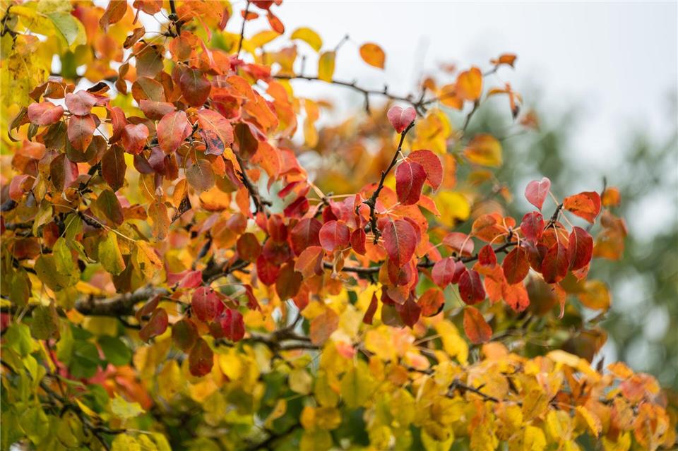 Auch in den kommenden Tagen bleibt es im Südwesten eher herbstlich. (Archivbild)Silas Stein/dpa