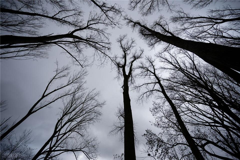 Auch in der ersten Dezemberwoche soll es überwiegend grau bleiben.Henning Kaiser/dpa