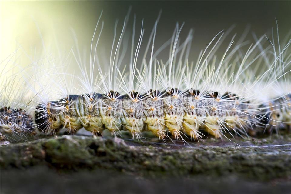 Auch in diesem Jahr bekämpfen Kommunen in Rheinland-Pfalz den Eichenprozessionsspinner. (Archivbild)Patrick Pleul/ZB/dpa