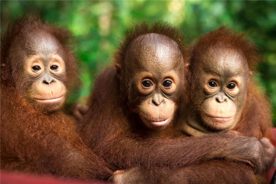 Auch jeder Einzelne kann einiges tun, um Orang-Utans zu schützen.Jayaprakash Bojan/Borneo Orangutan Survival/dpa