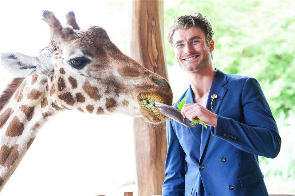 Auch mit Giraffendame Paula ist Linus Weber auf Augenhöhe, aber nur von dem etwa 2,2 Meter hohen Giraffensteg aus.Sven Kaeuler/dpa