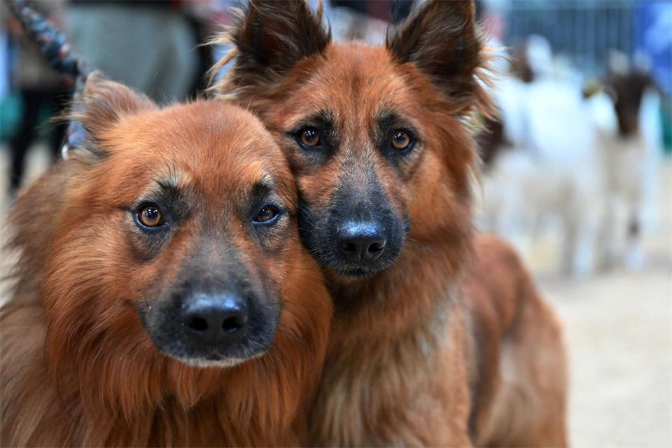 Auch spezielle Herdenschutzhunde und Hütehunde gehören zu den Tieren, die auf der Messe zu sehen sind. Martin Schutt/dpa