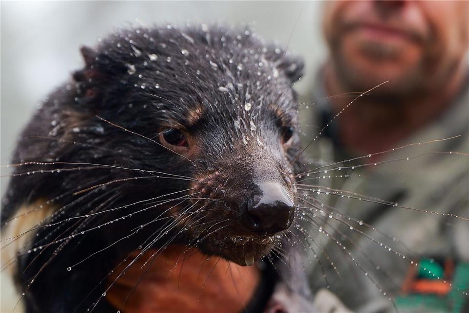 Auch viele Tiere waren betroffen, darunter bedrohte Tasmanische Teufel.Aussie Ark/Aussie Ark via AAP/dpa