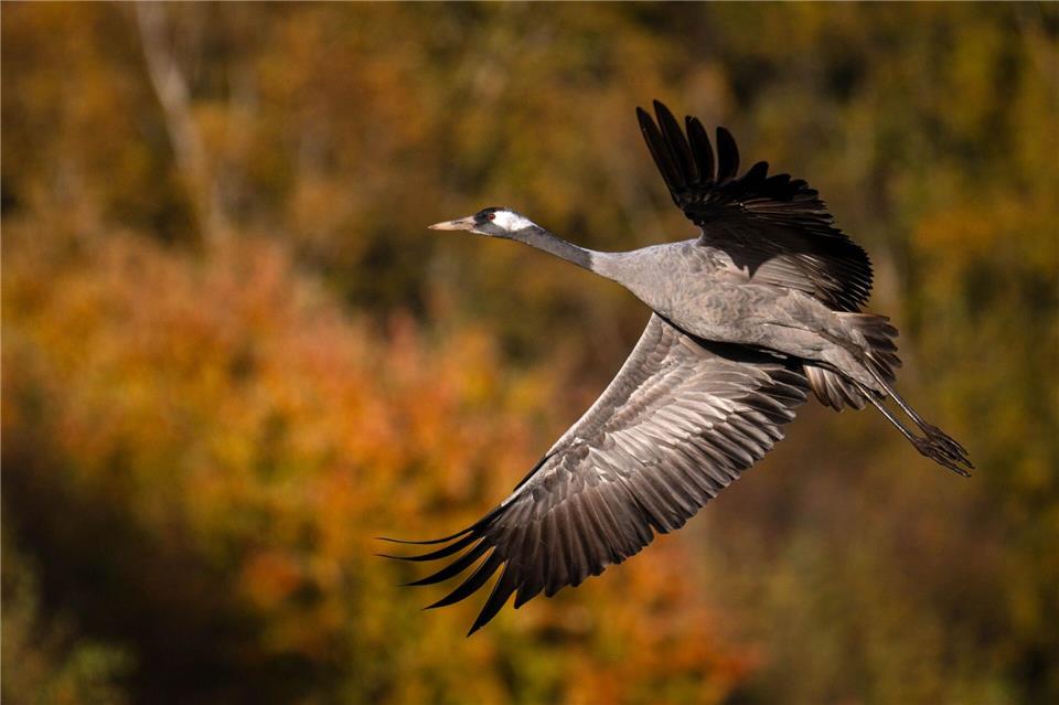 Auch vielen Vögel ging es weltweit schlechter, in Deutschland setzte vor allem die Vogelgrippe den Kranichen zu. (Archivfoto)Sina Schuldt/dpa