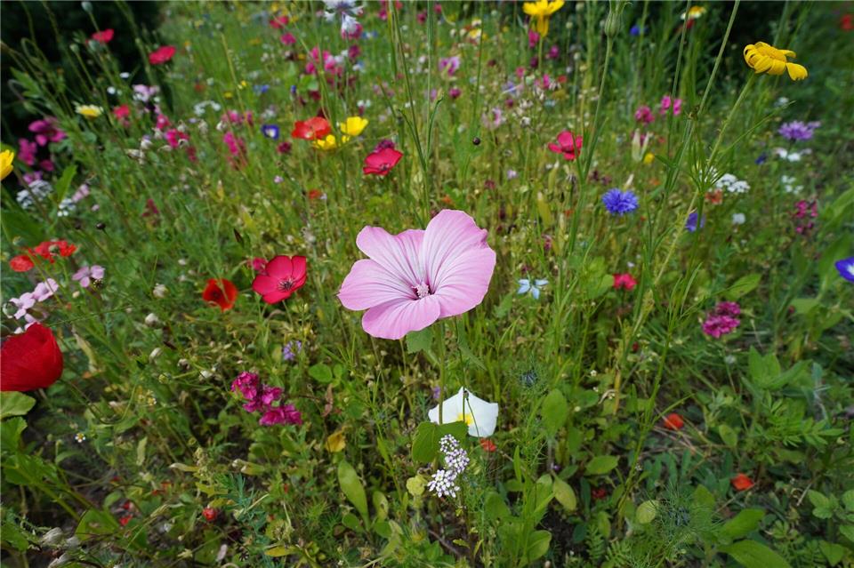 Auch wenn bei weitem nicht jede Blumenwiese so voller Blüten steht: Sie ist wertvoll für Lebewesen. (Archivbild)Marcus Brandt/dpa