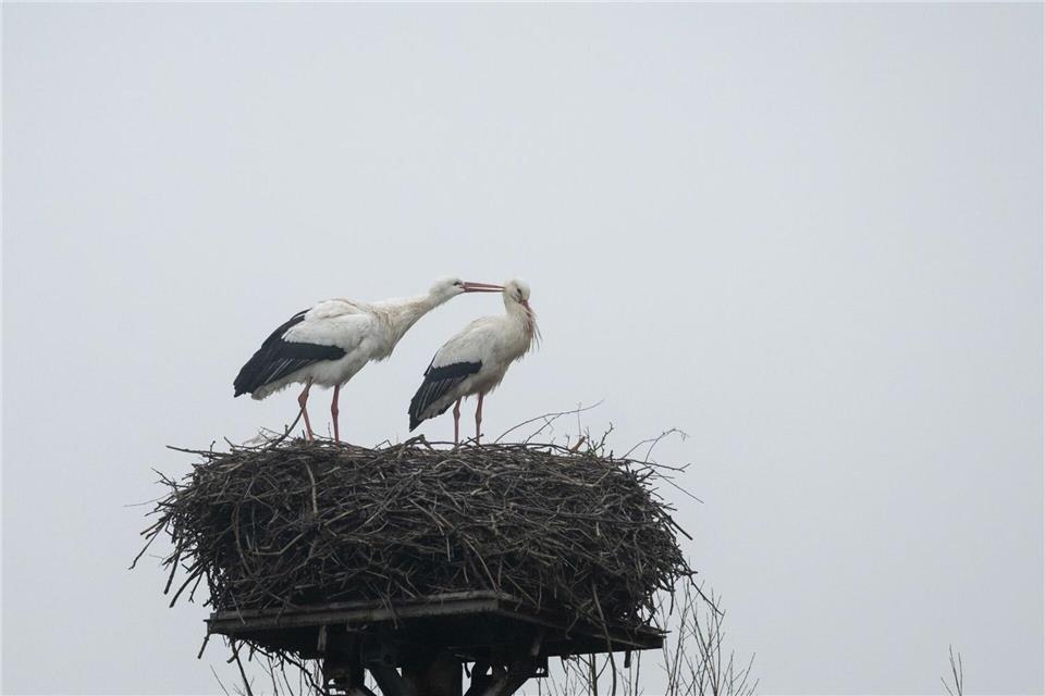Auch wenn der Winter noch nicht gebannt ist, die ersten Weißstörche sind da. Fabian Strauch/dpa