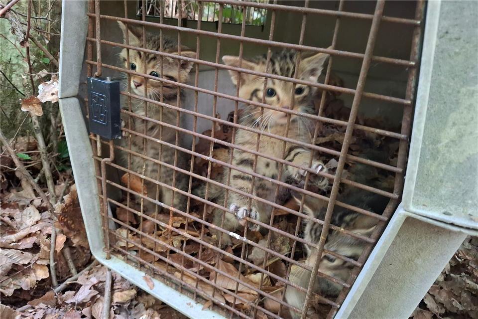 Auch wenn es zunächst so wirkt - das sind keine kleinen Hauskatzen. Sondern Wildkatzen.Struck/LRA Bamberg/dpa