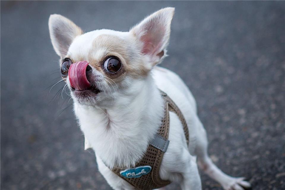 Auch wenn so kleine Hunde laut dem Urteil in der Regel keine schwereren Verletzungen verursachen können, muss der Halter für den Sturz der Frau haften. (Symbolbild)Frank Rumpenhorst/dpa/dpa-tmn