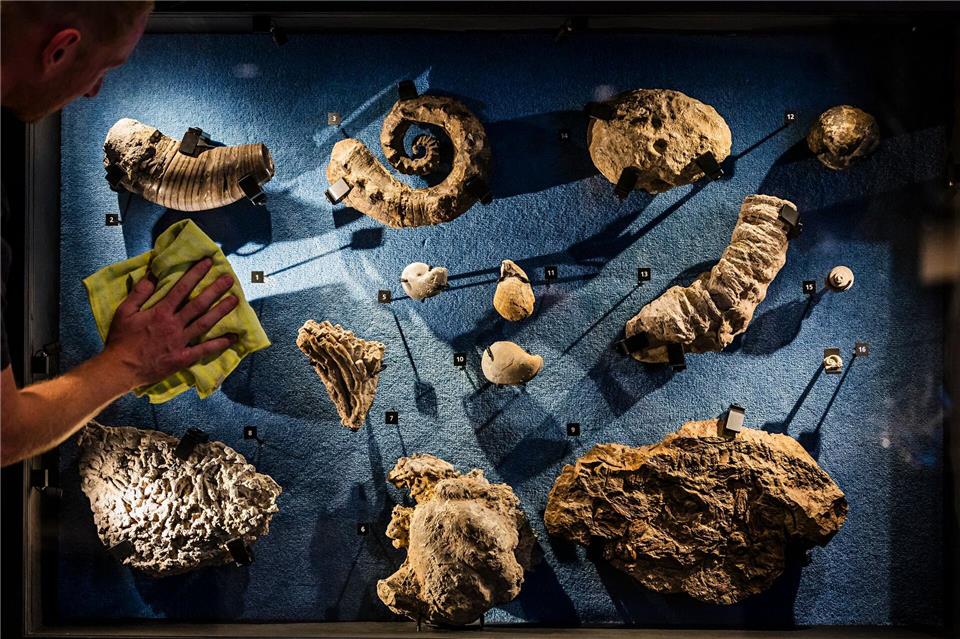 Auch zahlreiche Fossilien gehören zu den rund 1800 Exponaten der Schau. Lars Berg/dpa