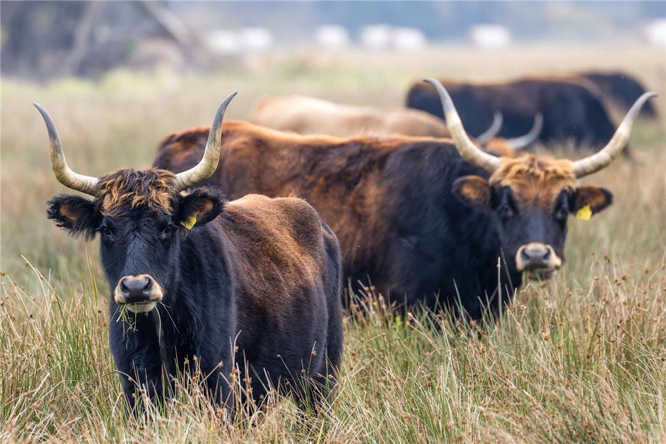Auerochsen grasen an einem trüben Tag auf einer Wiese im Aueroxenreservat Spreeaue nördlich der Stadt Cottbus.Frank Hammerschmidt/dpa
