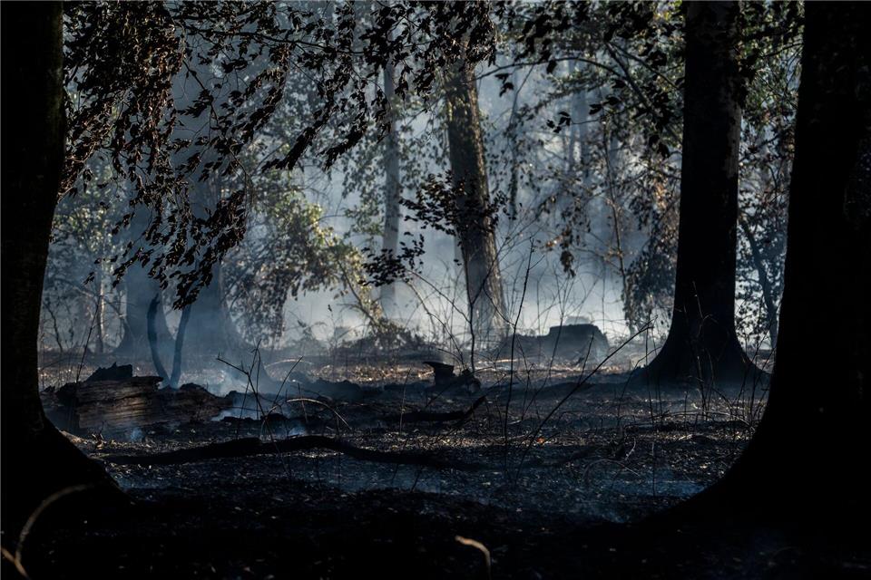 Auf 55 Hektar brannte der Wald in Rodenbach. (Archivbild)Andreas Arnold/dpa