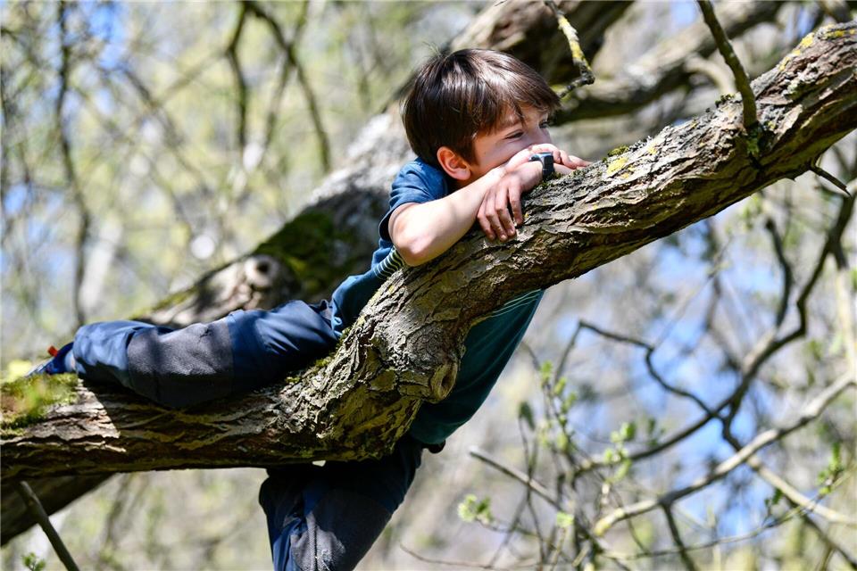 Auf Bäume klettern ist in der Regel dann erlaubt, wenn diese nicht geschädigt werden und sie nicht unter besonderem Schutz stehen.picture alliance / dpa-tmn