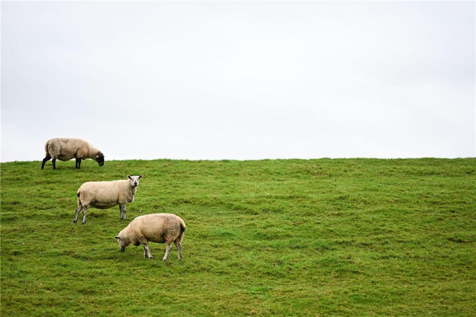 Auf Deichen sind Regelungen zum Schutz der Weidetiere schwieriger - und deshalb sollen dort Wolfs-Abschüsse leichter möglich werden.Lars Penning/dpa