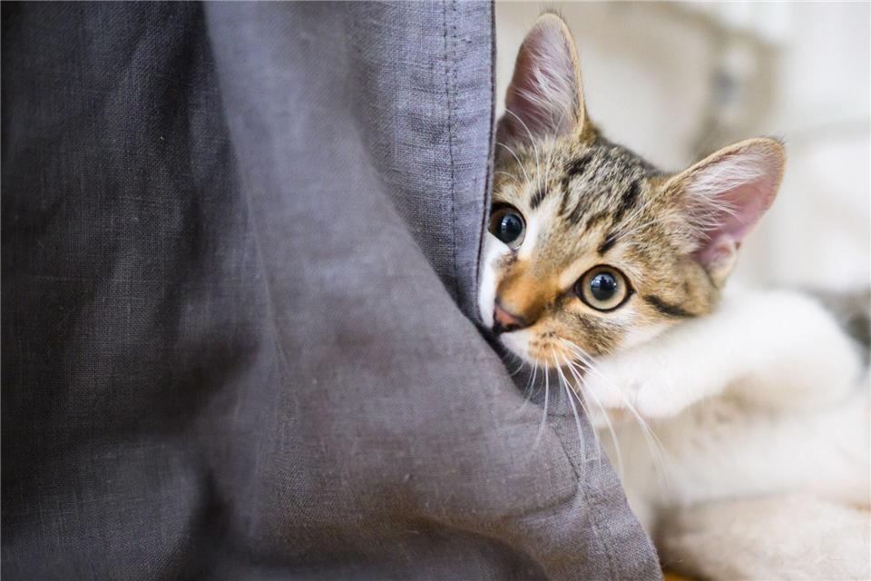 Auf Entdeckungstour: Am besten lässt man der Katze Zeit, ein Zimmer nach dem anderen zu erkunden.picture alliance/dpa
