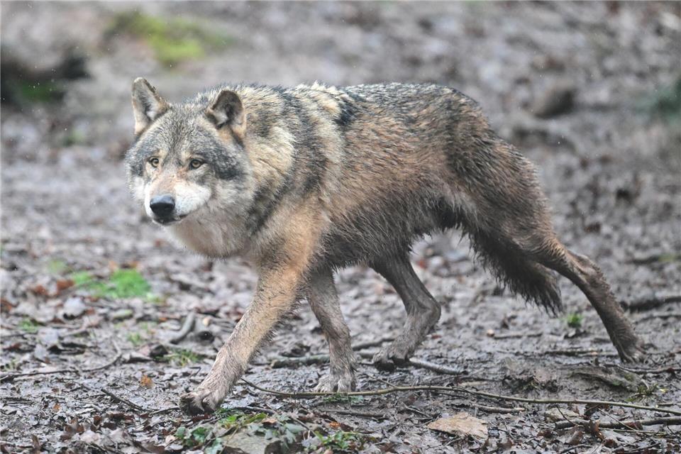 Auf Hamburger Stadtgebiet ist erstmals ein Wolf überfahren worden. (Symbolbild)Bernd Weißbrod/dpa