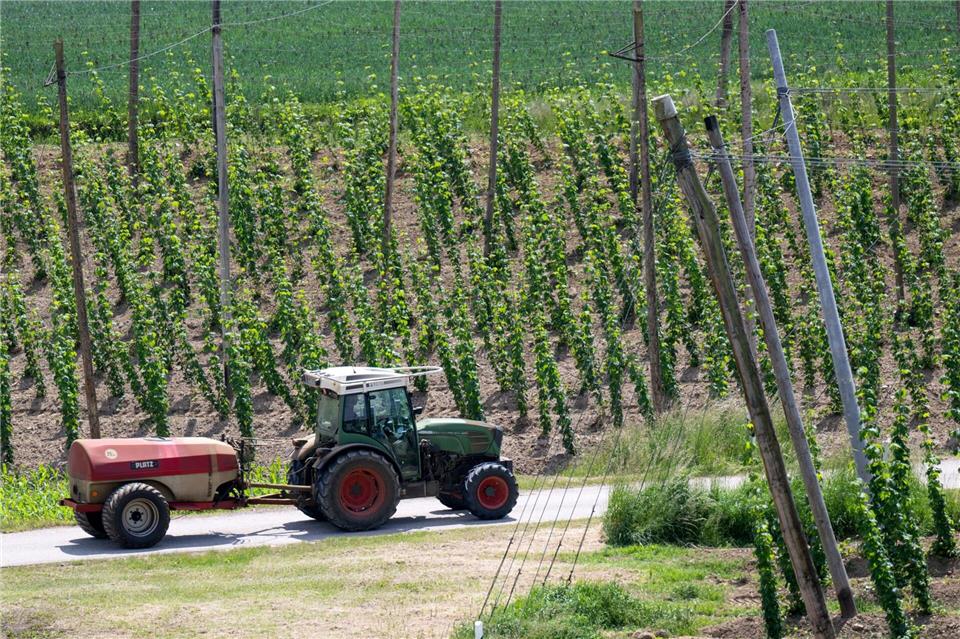 Auf Hopfenfeldern werden für die Pflanzen sogenannte Aufleitdrähte gespannt. (Symbolbild)Sven Hoppe/dpa
