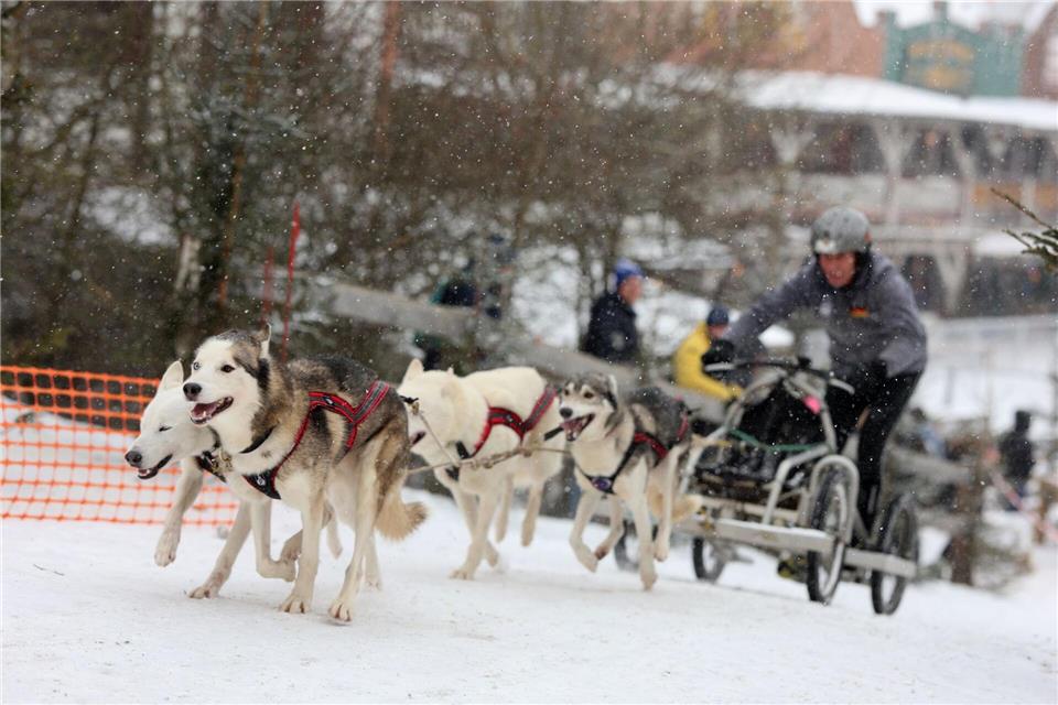 Auf Mensch und Tier beim traditionellen Schlittenhunderennen in Hasselfelde im Harz warten am Wochenende Traumbedingungen mit genügend Schnee und Dauerfrost. (Archivbild)Matthias Bein/dpa