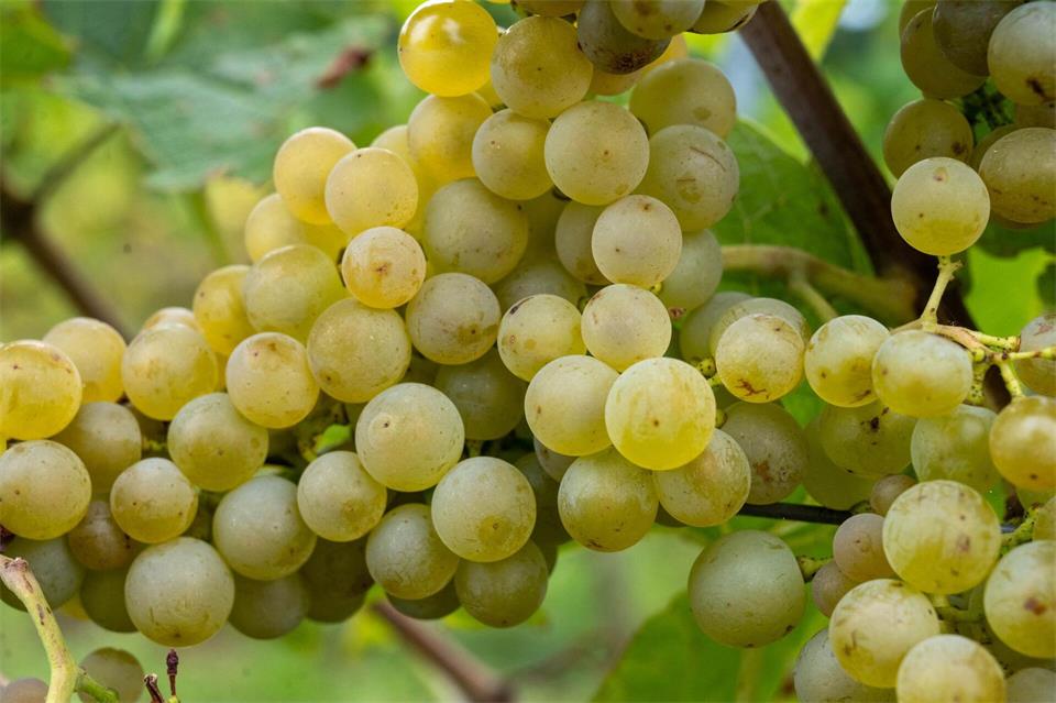 Auf Norddeutschlands größtem Weingut in Rattey hat die diesjährige Weinlese begonnen.Stefan Sauer/dpa