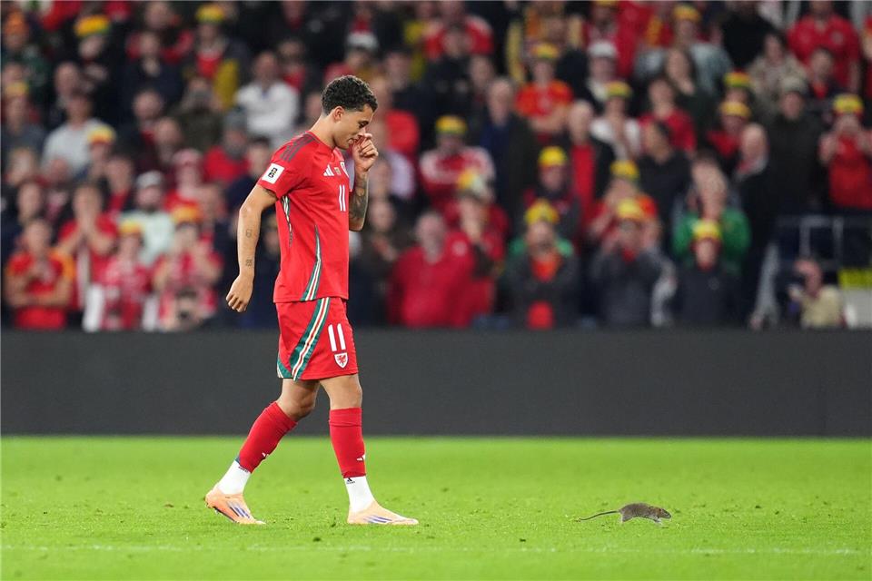 Auf Rattenjagd: der walisische Nationalspieler Brennan Johnson.Adam Davy/PA Wire/dpa