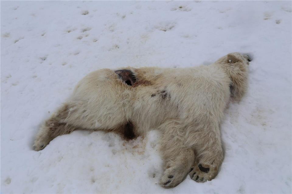 Auf Spitzbergen ist bei einem einjährigen männlichen Eisbären das Vogelgrippe-Virus nachgewiesen worden.Ingebjørg H. Nymo/Norwegisches Veterinärinstitut/dpa